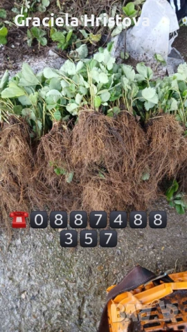 Разсад ягоди 