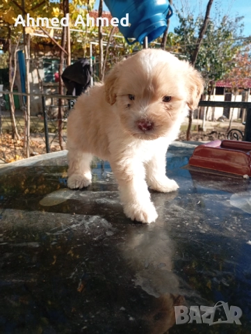 Логото кокер, снимка 1