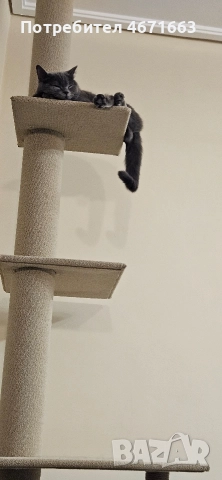 Котека катерушка, снимка 3 - За котки - 52686637