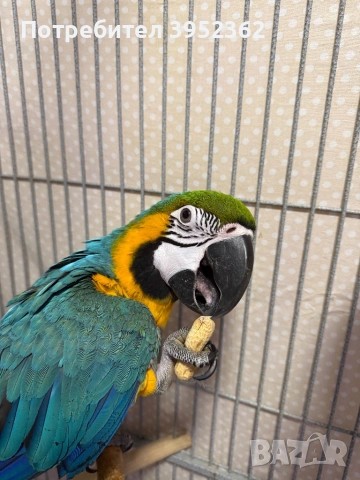 Ара мъжка на 