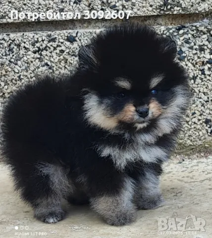 Померан момче, снимка 2 - Померан - 49248628