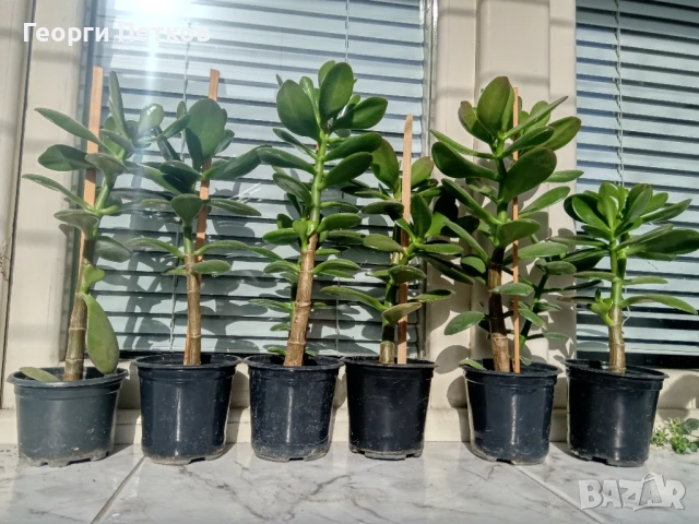 Дървото на живота-Красула. Стайно цвете, снимка 2 - Стайни растения - 50747828