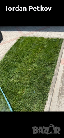 Тревен чим , снимка 3 - Градински цветя и растения - 51528828