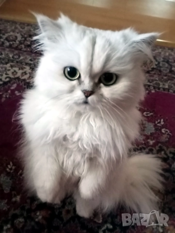 Сребърна чинчила, британска дългокосместа котка, коте, момиче, снимка 2 - Британска късокосместа - 51698402