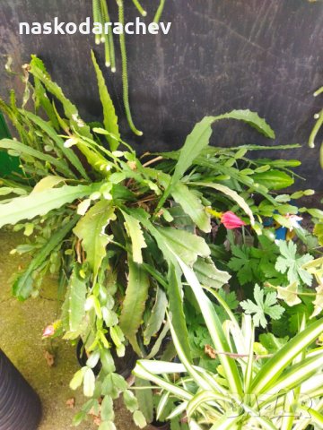 Цъфтящи кактуси и сукуленти, снимка 14 - Стайни растения - 34958811
