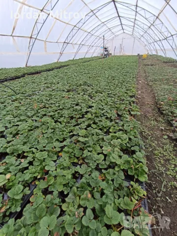 Разсад .Ягоди и малини, снимка 1