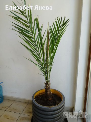 Финикова палма , снимка 1 - Градински цветя и растения - 40541782