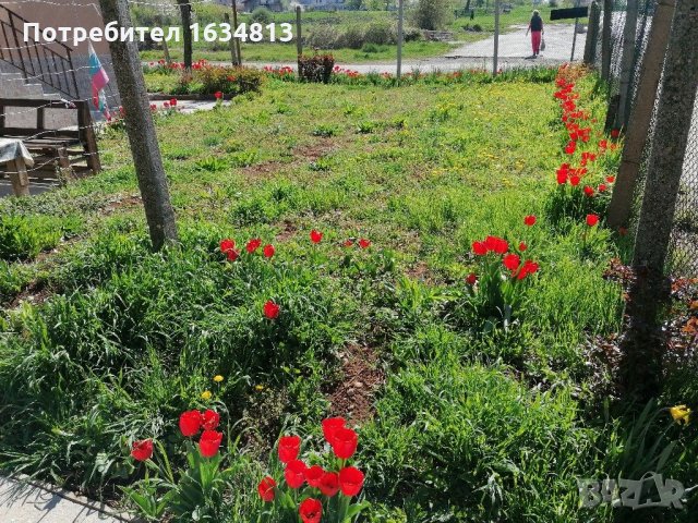  косене на трева,  поддържане на дворове,  премахване на храсти, снимка 9 - Почистване на домове - 28640600