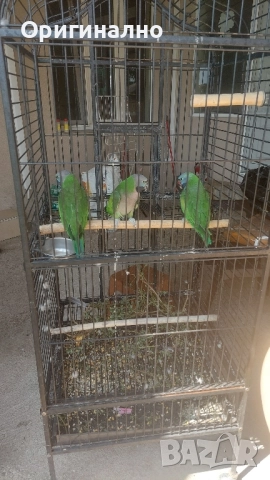 Китайски александър, Голям александър, Розовогърдести Александри , снимка 10 - Папагали - 50076873