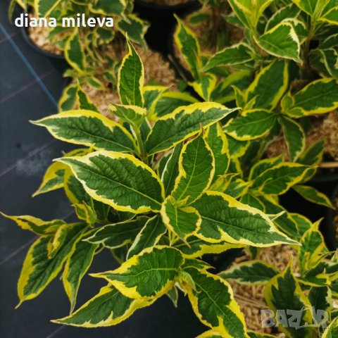 Вариегатна Вайгела, студоустойчива, снимка 1