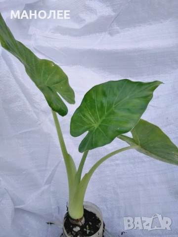 🪴🎁👌Мини трилистник🌼🍁🪷