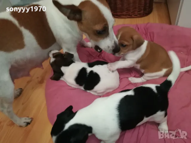 джакове-бебета с първа ваксина и паспорт 0502251824, снимка 13 - Джак ръсел териер - 48981730