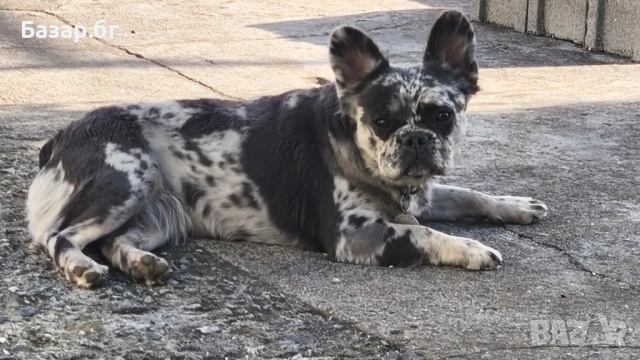 Флъфи синьо мерле 