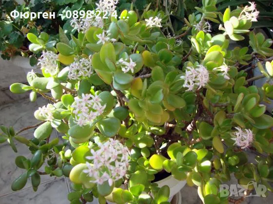 Дървото на Живота Красула, снимка 2 - Стайни растения - 49214533