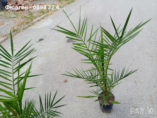 Палма - финикова Студоустойчивост до -10, снимка 3 - Разсади - 50678092