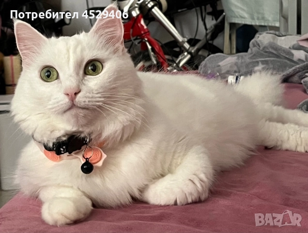 Продавам Ангора, снимка 8 - Ангорски - 52923611