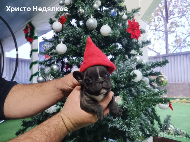 Френски булдог , снимка 11 - Френски булдог - 52641487