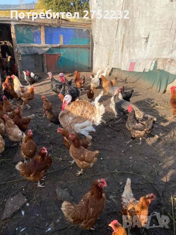 домашни пуйки 