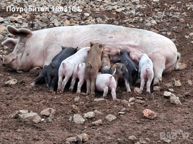 Продавам малки прасенца