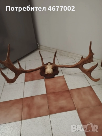  Прекрасен трофей, снимка 8 - Антикварни и старинни предмети - 52918668