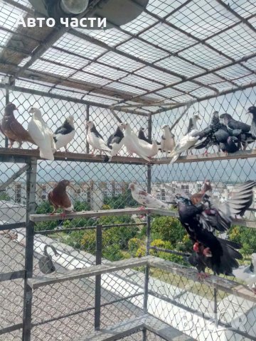 ГЪЛАБИ пазарджишки високолетачи, снимка 14 - Гълъби - 37735796