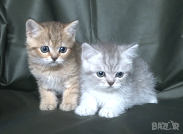 Британски късокосмести котата