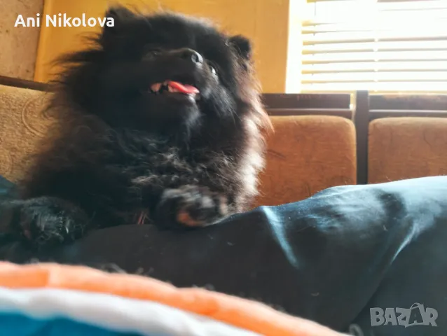 Мини померан женски, снимка 11 - Померан - 50411468