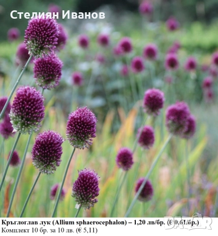 Кръглоглав лук (Allium sphaerocephalon) - луковици, снимка 2 - Сортови семена и луковици - 52372770