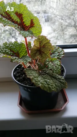 Продавам цветя Бегония Рекс (царска Бегония), снимка 8 - Стайни растения - 49969501