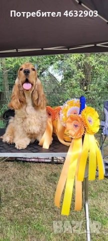 кокер шпаньол момче родословен баща , снимка 10 - Кокер шпаньол - 52776611