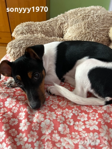 КИКИ ДЖАК ЗА КОЛЕДА МОМИЧЕНЦЕ 2512251553, снимка 8 - Джак ръсел териер - 52898121