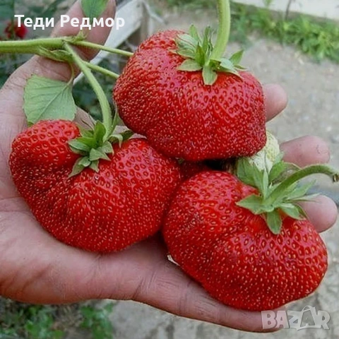 61 сорта ягоди разсад за любители и колекционери - кампания 2026, снимка 5 - Градински цветя и растения - 53589923