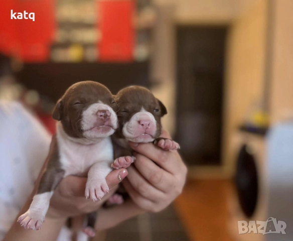 Питбулчета за продажба! 🐾 , снимка 11 - Питбул - 52518976
