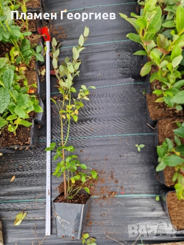 раздад боровинки , снимка 8 - Разсади - 51913927