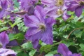 Clematis ‘Solina’, снимка 2