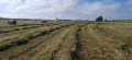 Бали ливадно сено ., снимка 3