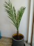 Финикова палма , снимка 1 - Градински цветя и растения - 40541782