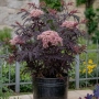 Черен Бъз - Ева (Sambucus nigra 'Eva' BLACK LACE), снимка 2