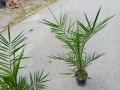 Палма - финикова Студоустойчивост до -10, снимка 3