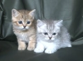 Британски късокосмести котета, снимка 1