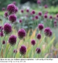 Кръглоглав лук (Allium sphaerocephalon) - луковици, снимка 2