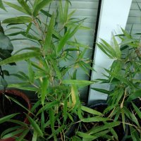 Бамбук Вивакс жълт Phyllostachys vivax 'Aureocaulis' , снимка 8 - Градински цветя и растения - 27535820