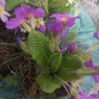Градинска иглика в 3 цвята и разцветки.От март до Април , снимка 11 - Градински цветя и растения - 32711428