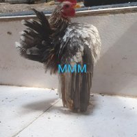 Пиленца и яйца от Малайска Серама - промоция, снимка 7 - други­ - 16390085