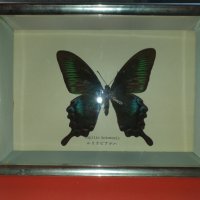 Пеперуда в рамка N3, снимка 3 - Антикварни и старинни предмети - 42977294
