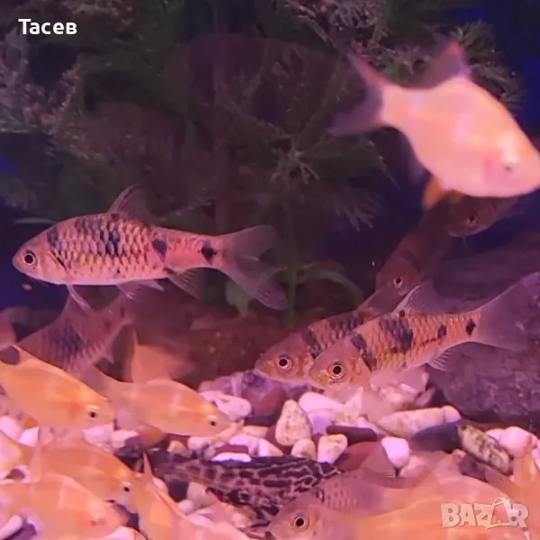 Барбус еверети 6см, снимка 1