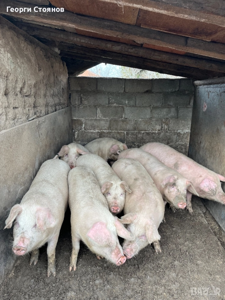 Свободни!! Домашни Прасета, снимка 1