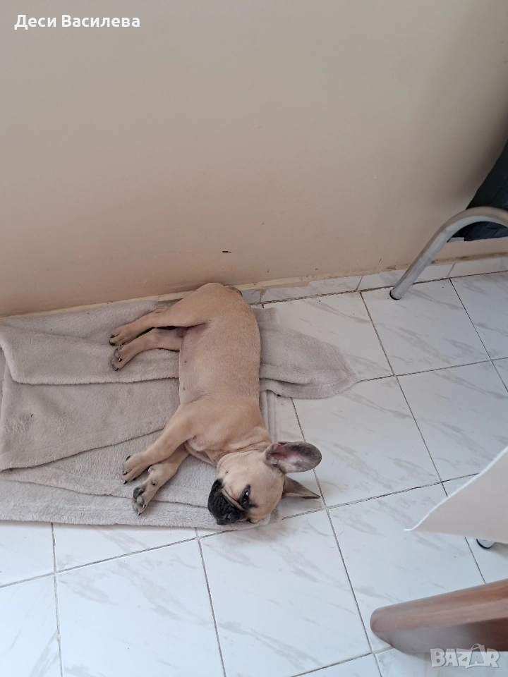 Фпенски булдог момче, снимка 1