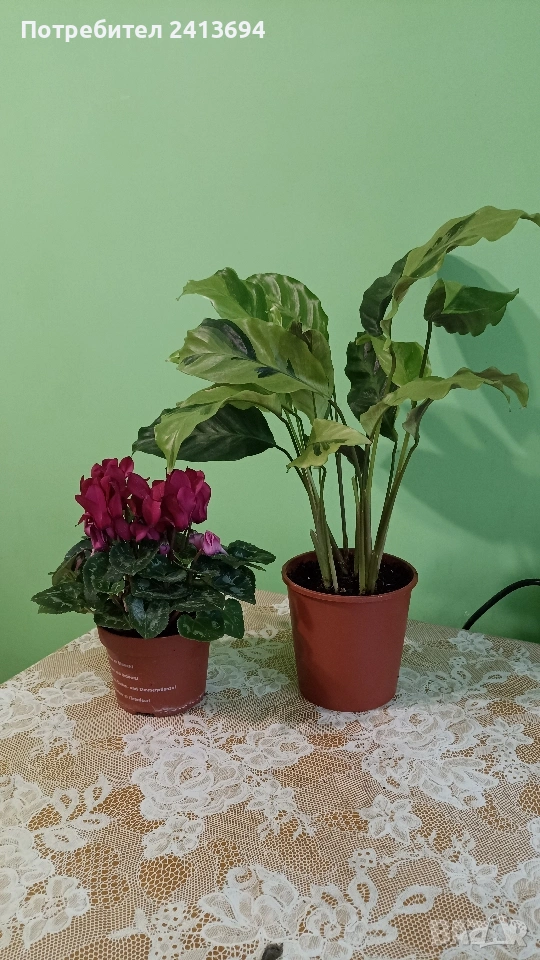 калатея + циклама , снимка 1