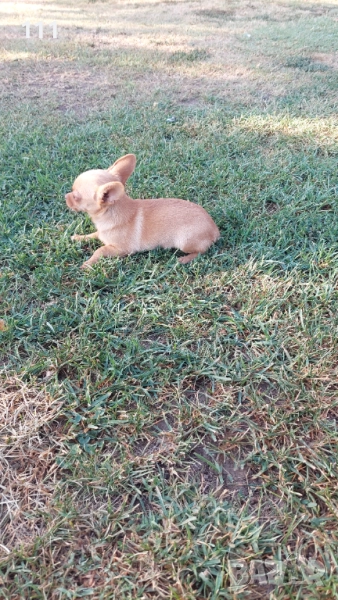 Мини Пинчер женски с първа ваксина , снимка 1